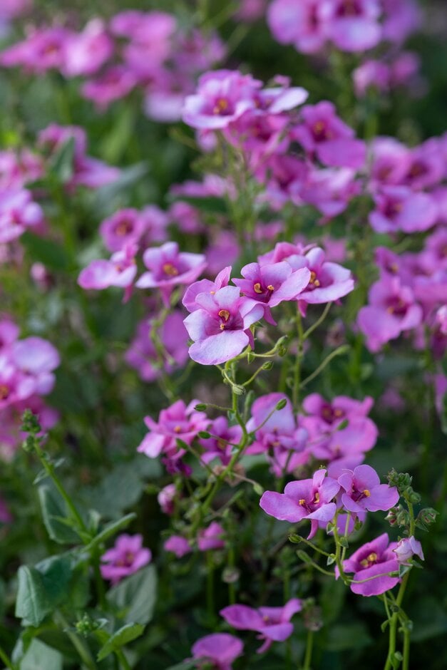 twinspur [Juliet Pink With Eye]