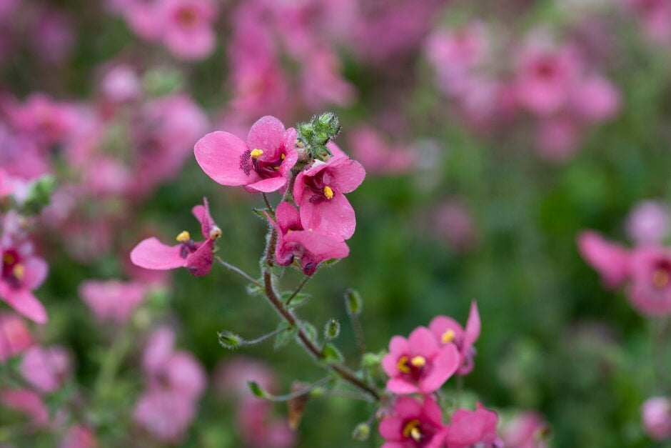 Fetcani twinspur