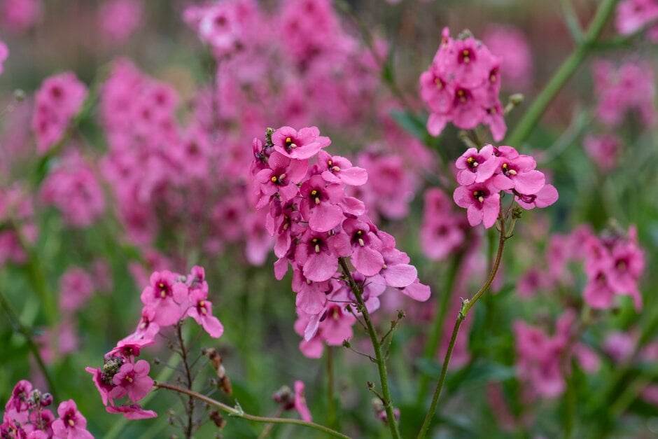 masked twinspur