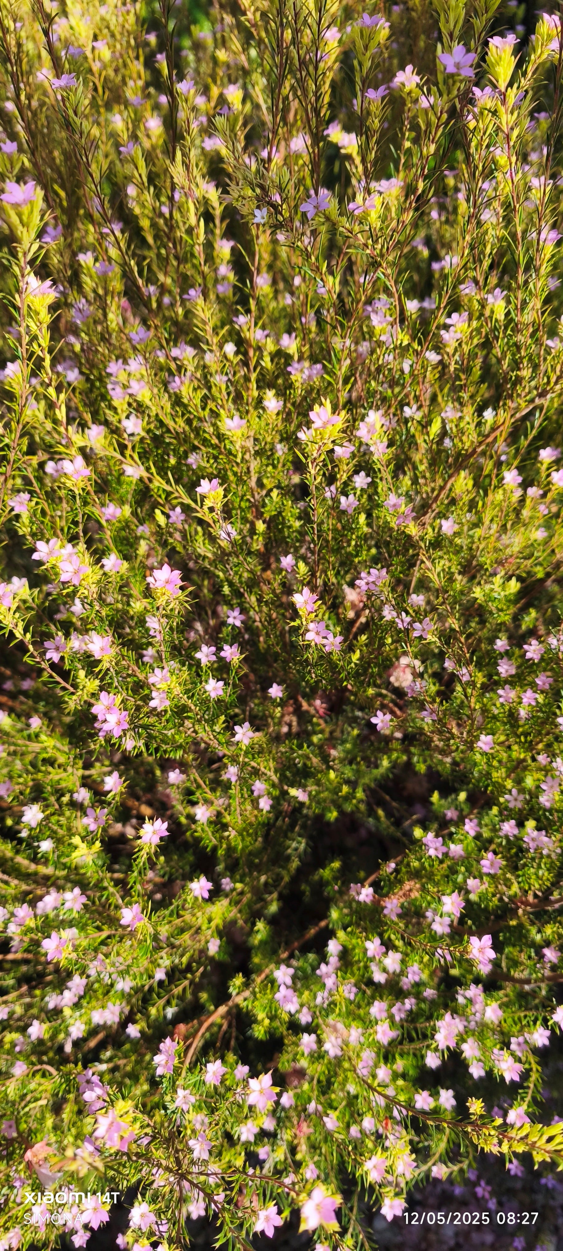 confetti bush 'Pink Fountain'