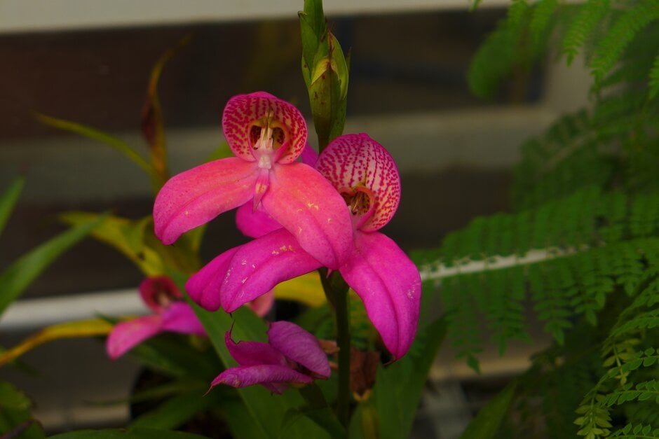 <i>Disa</i> Watsonii gx