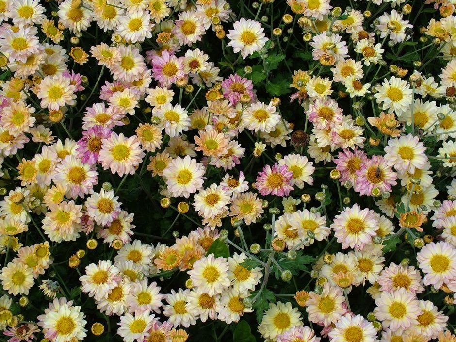 chrysanthemum 'Dowches Patricia'
