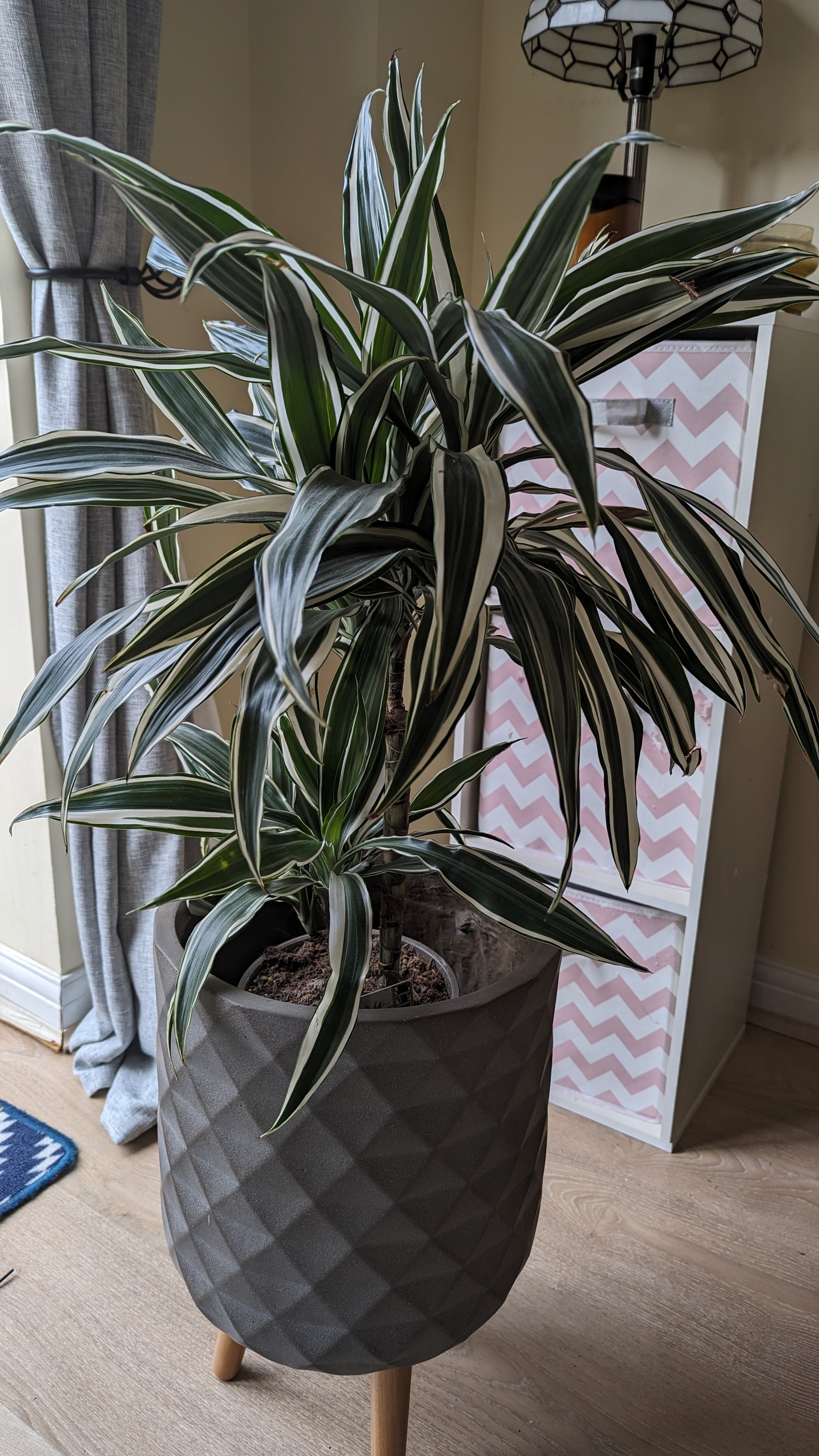 Dracaena fragrans (Deremensis Group) 'White Stripe'/RHS Gardening