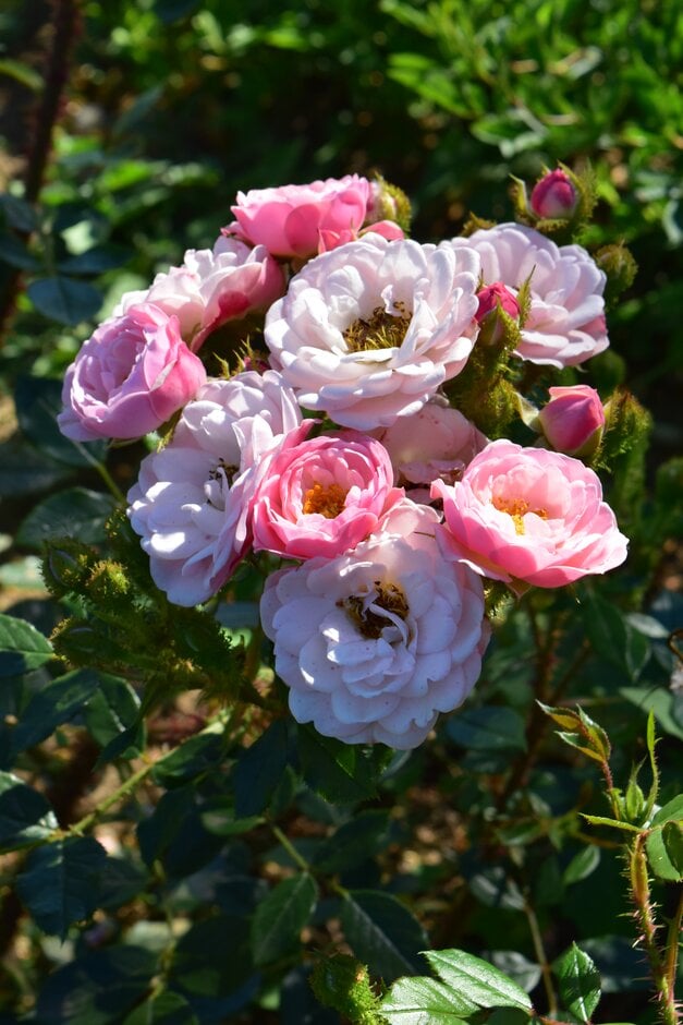 rose 'Dresden Doll'