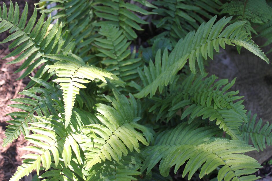 Dryopteris atrata (Wall. ex Kunze) Ching | black fern Ferns/RHS Gardening