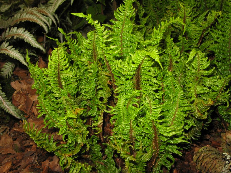 male fern 'Crispa Cristata'