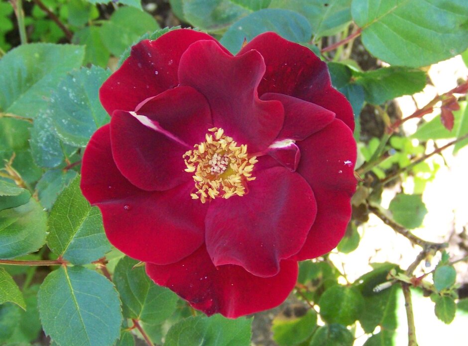 rose 'Dusky Maiden'