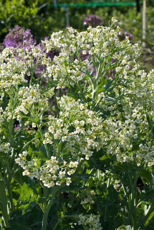 sea kale