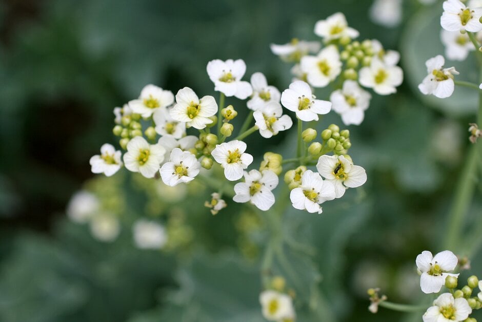 sea kale