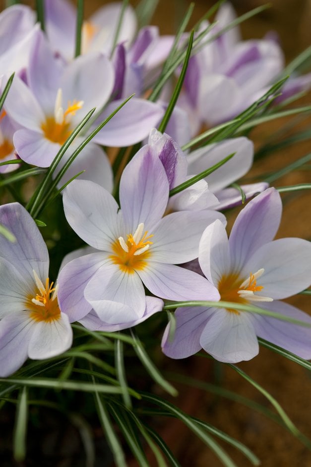 long-flowered crocus