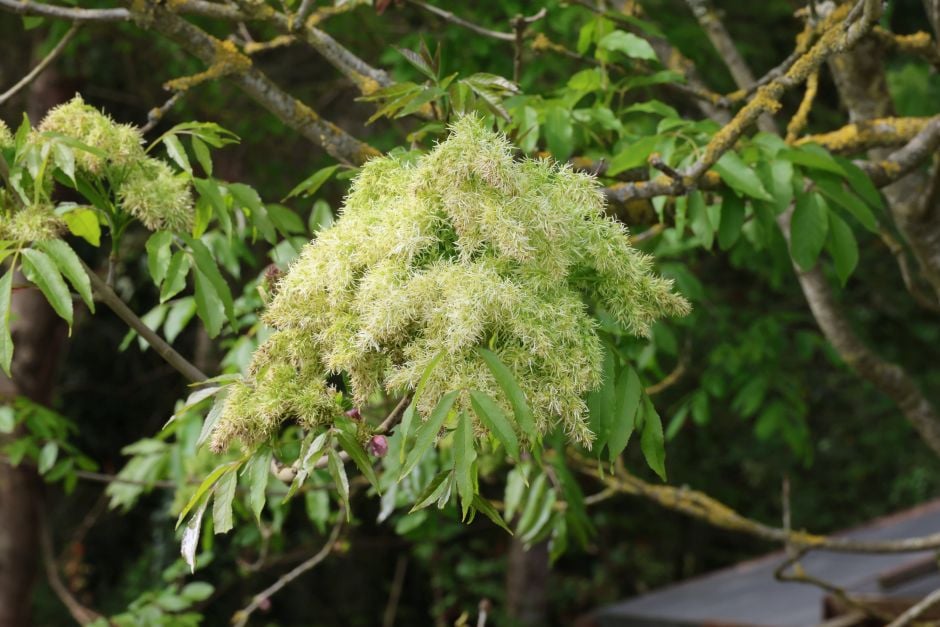 manna ash