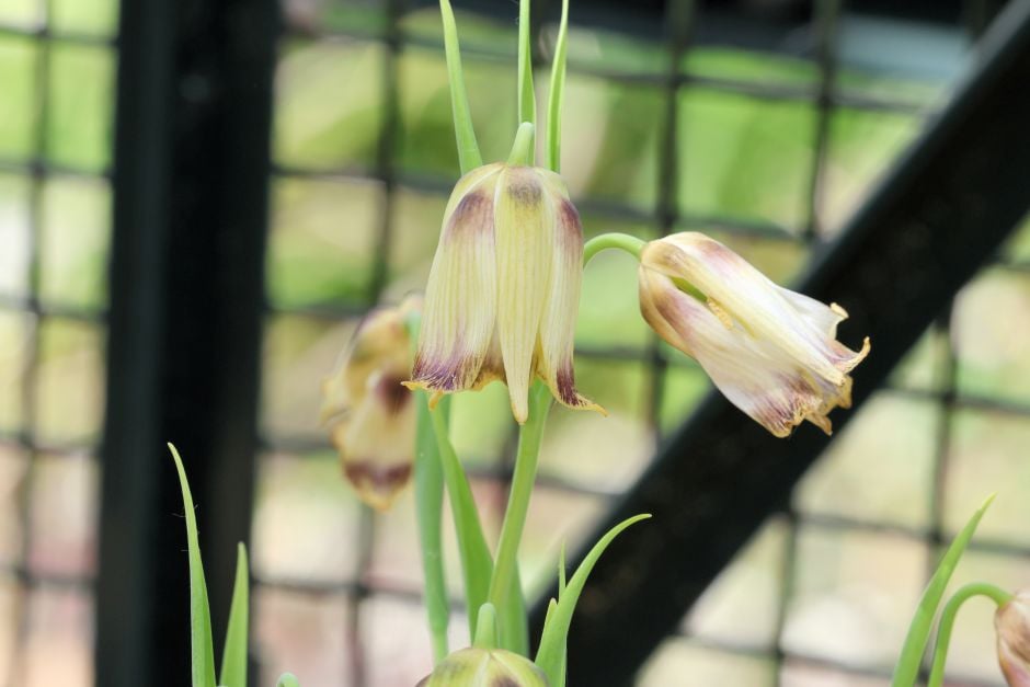 pointed-petal fritillary