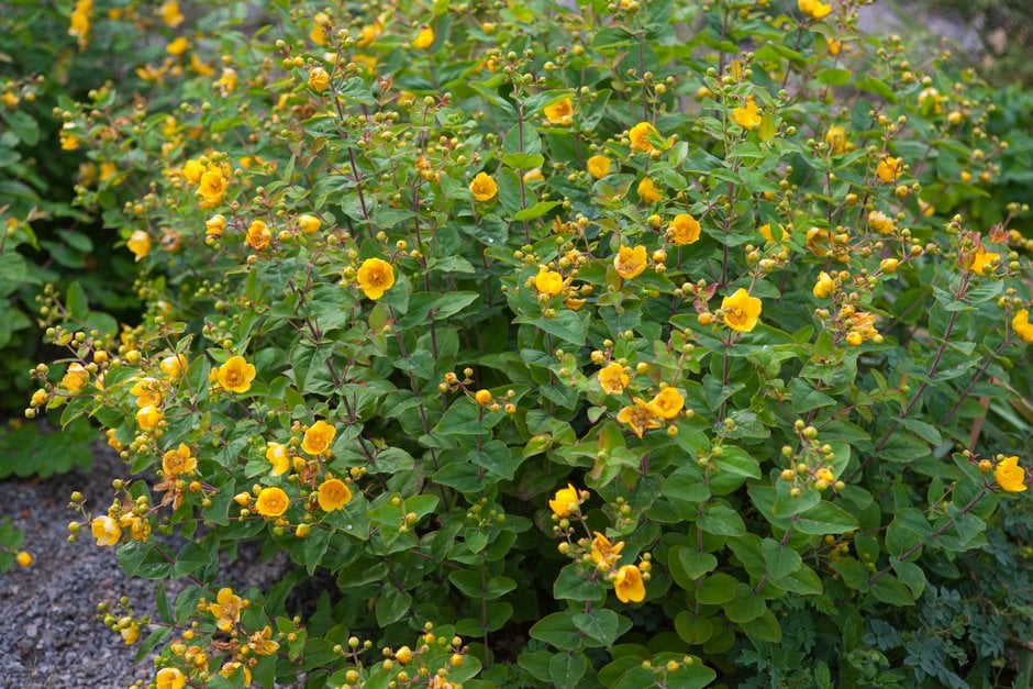 <i>Hypericum</i> <i>bellum</i>