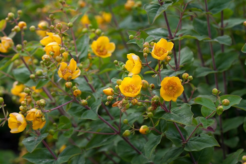 <i>Hypericum</i> <i>bellum</i>