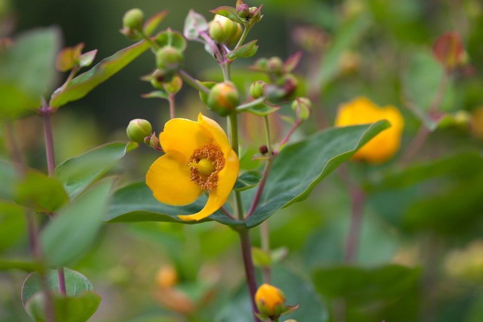 <i>Hypericum</i> <i>bellum</i>