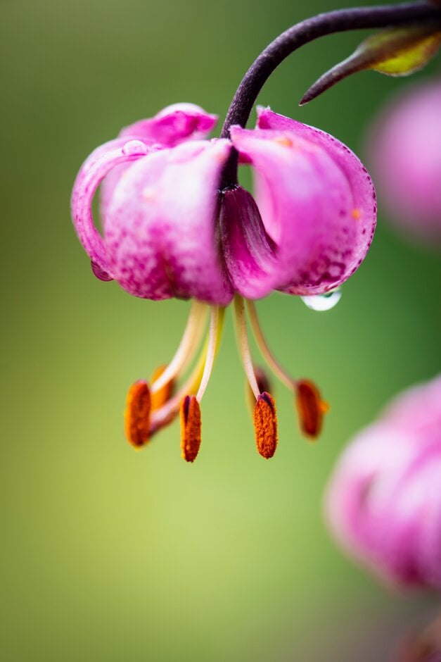 Turk's cap lily