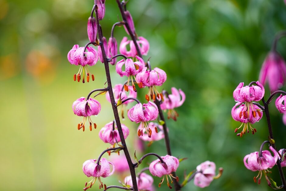 Turk's cap lily