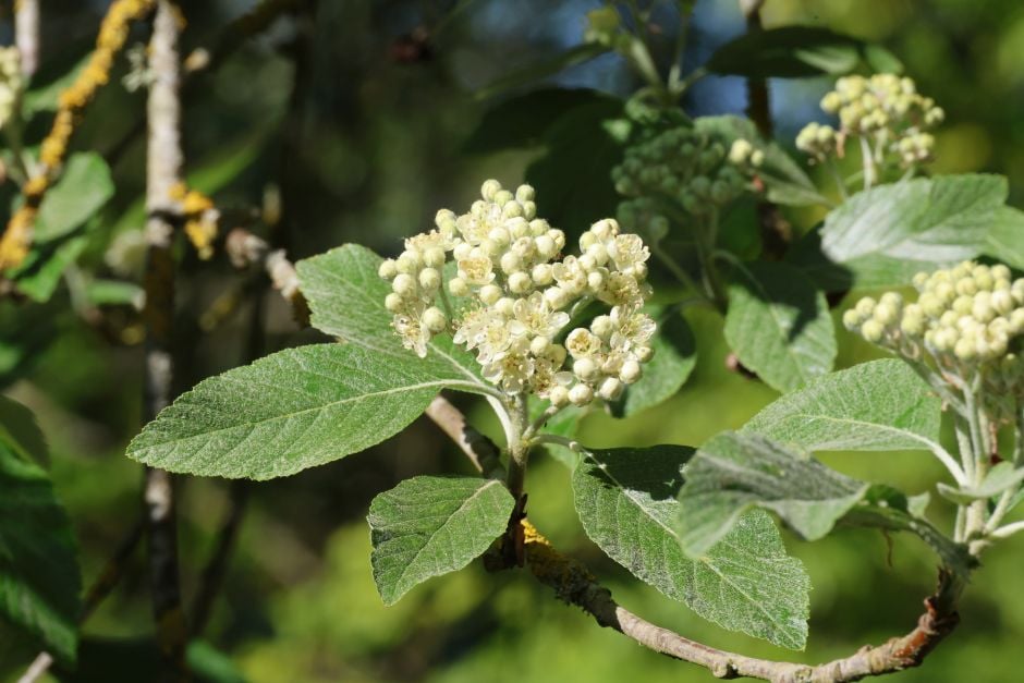 <i>Sorbus</i> <i>rupicola</i>