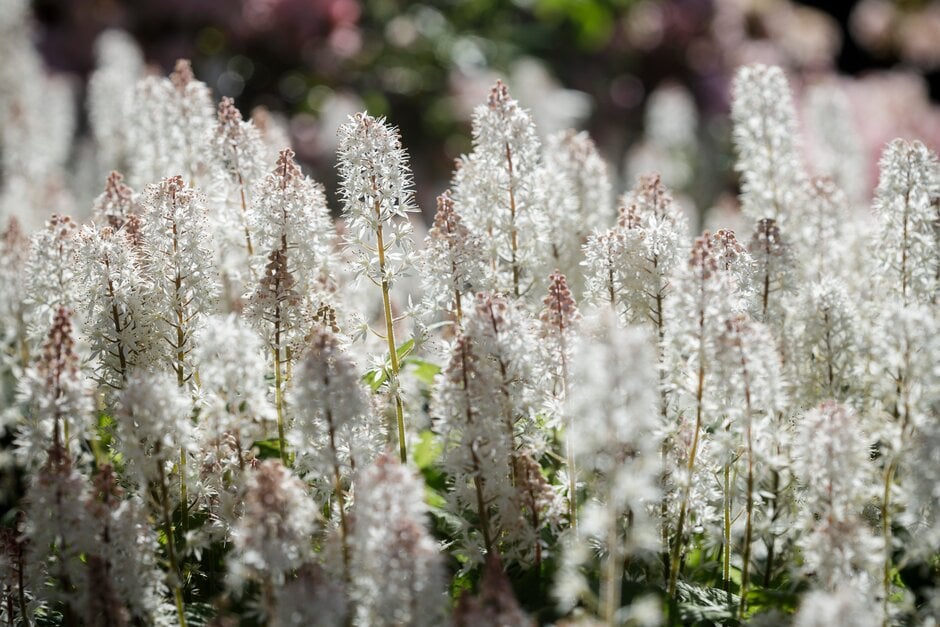 Wherry's foam flower