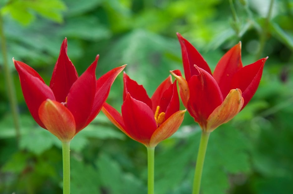 Sprenger tulip