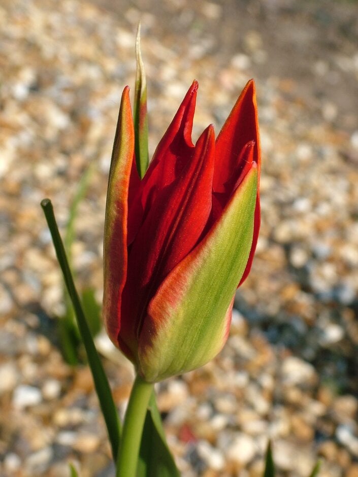 Sprenger tulip