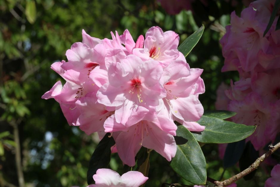 rhododendron 'Mrs Walter Burns'