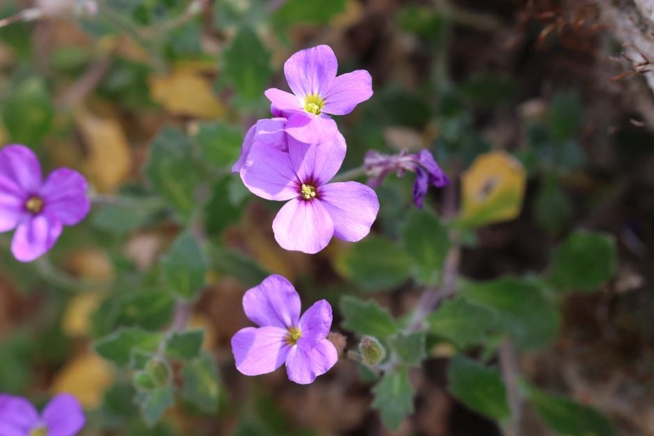 <i>Aubrieta</i> 'Lavender Gem'
