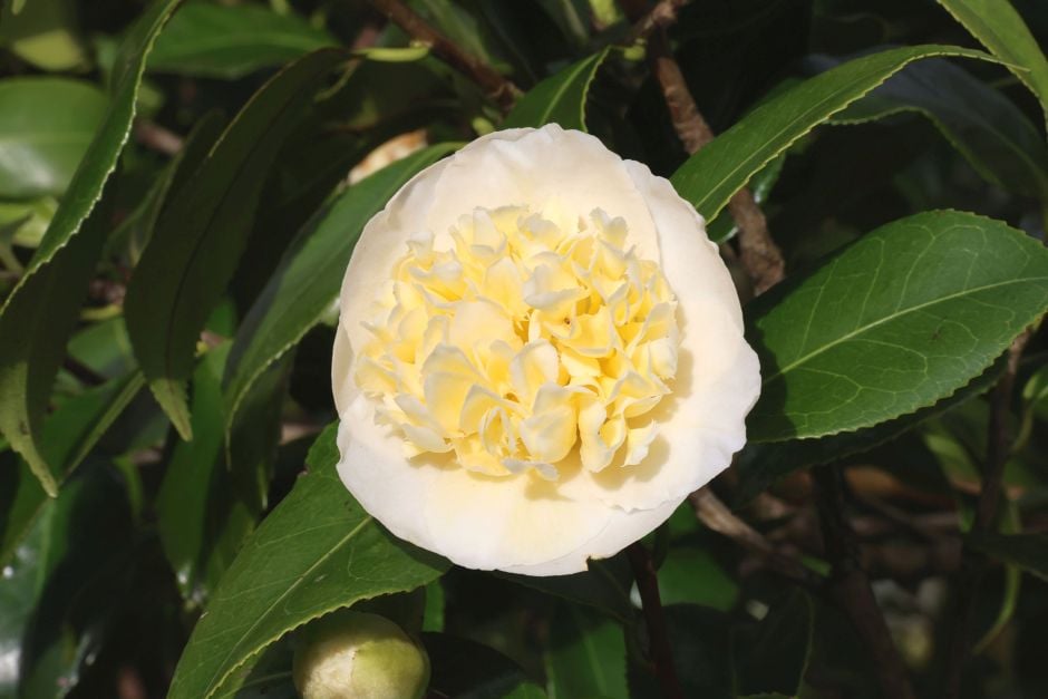 camellia 'Brushfield's Yellow'