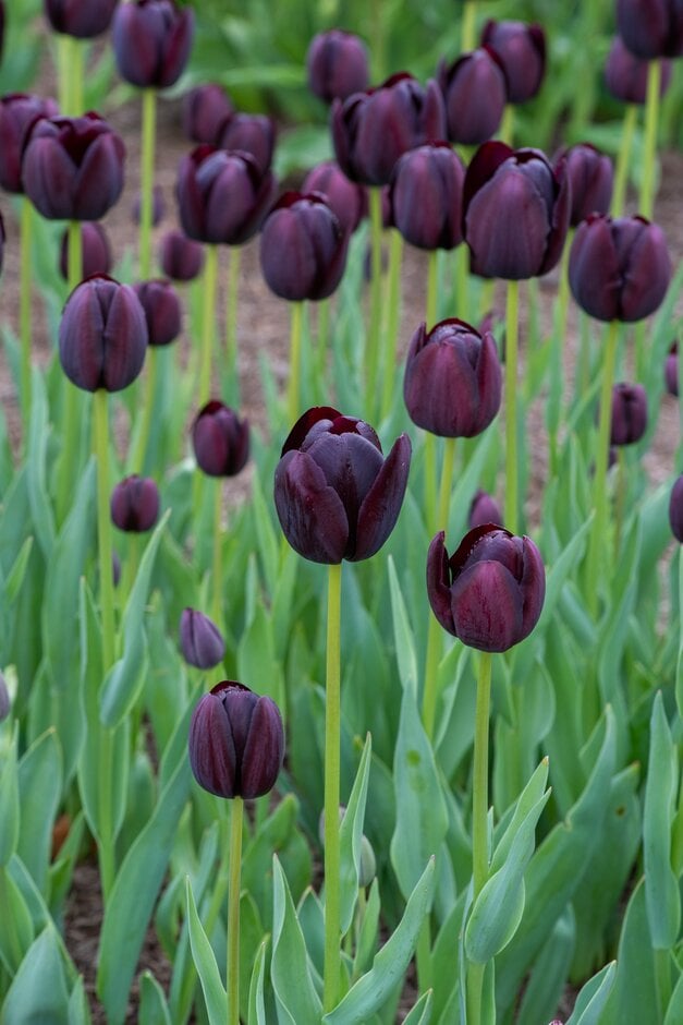 tulip 'Queen of Night'