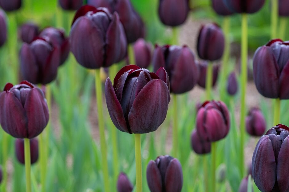 tulip 'Queen of Night'