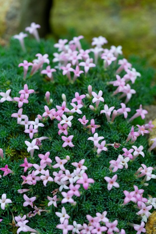 Sintenis woodruff