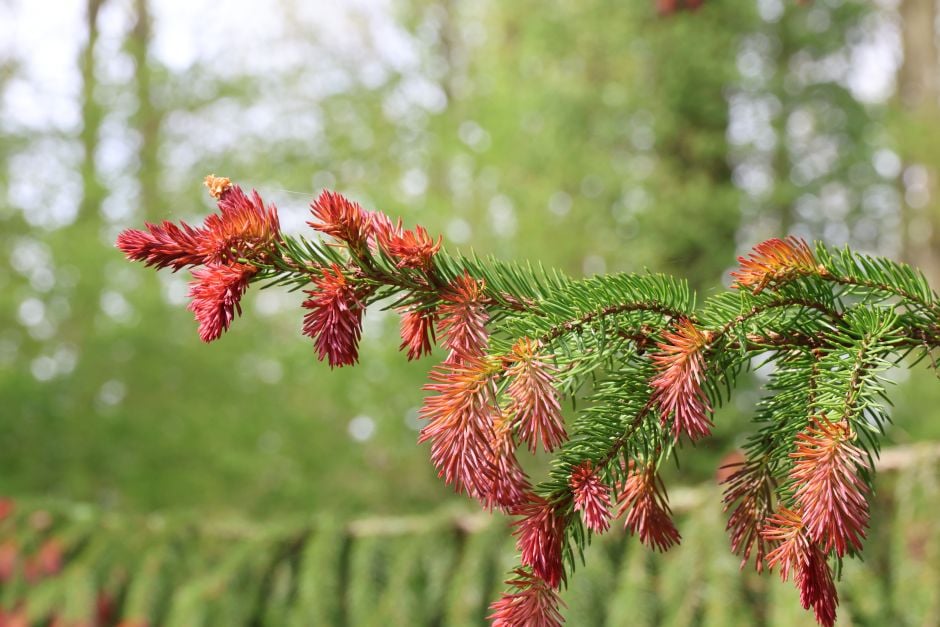 Norway spruce 'Rydal'