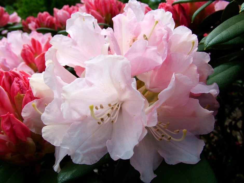 rhododendron 'Dreamland'