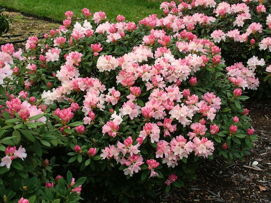rhododendron 'Dreamland'
