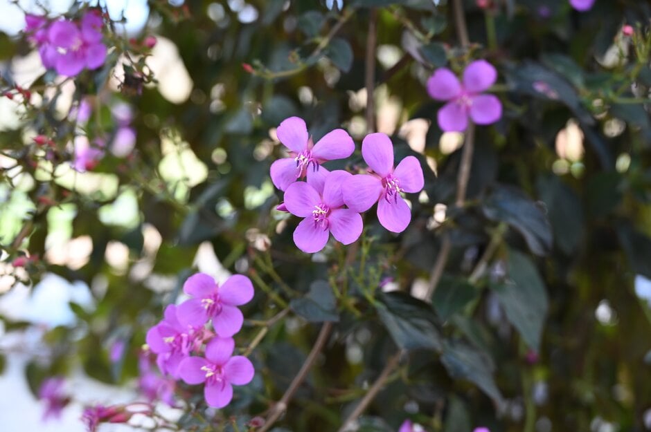 Spanish shawl 'Cascade'