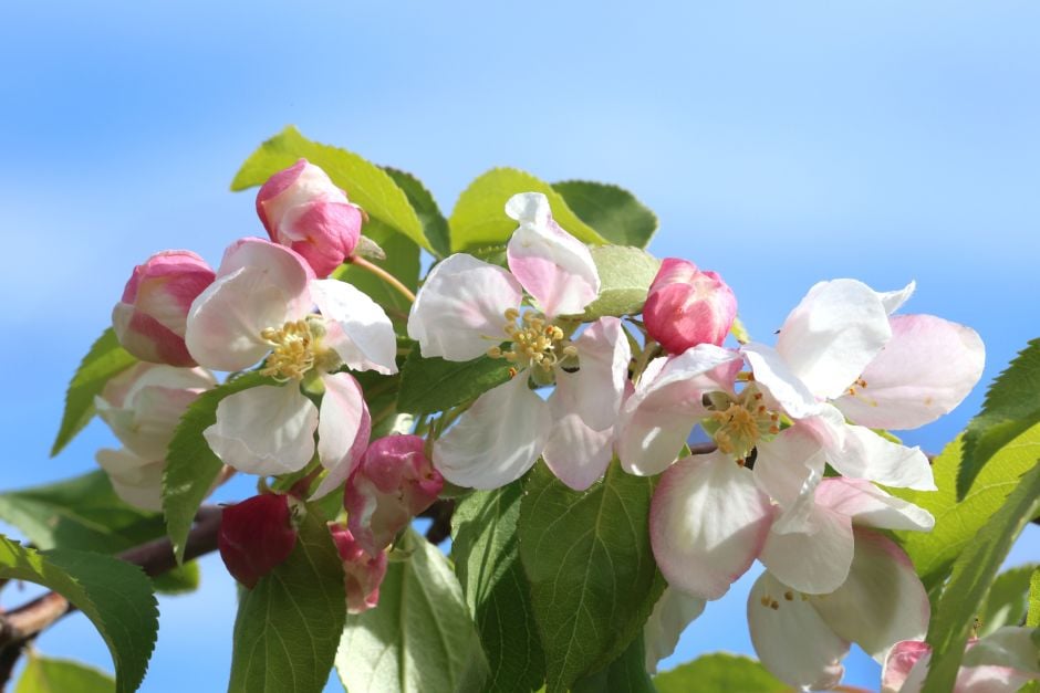 crab apple 'Red Jade'