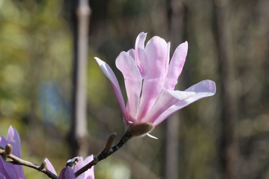 star magnolia 'Rosea'