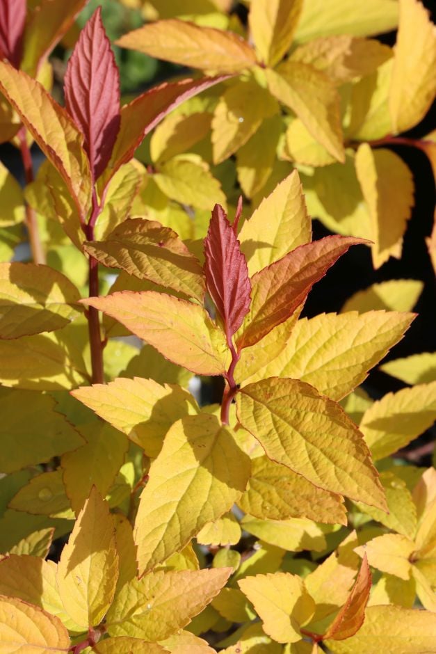 Japanese spiraea 'Goldflame'