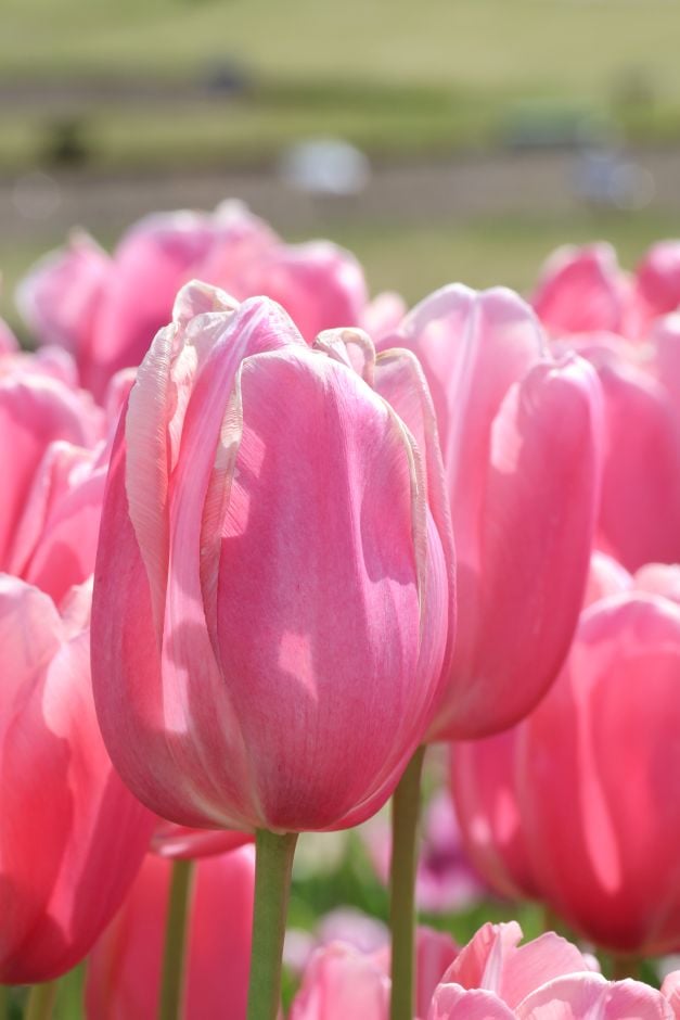 tulip 'Menton'