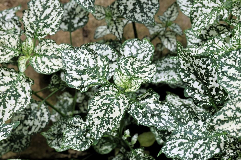 polka dot plant