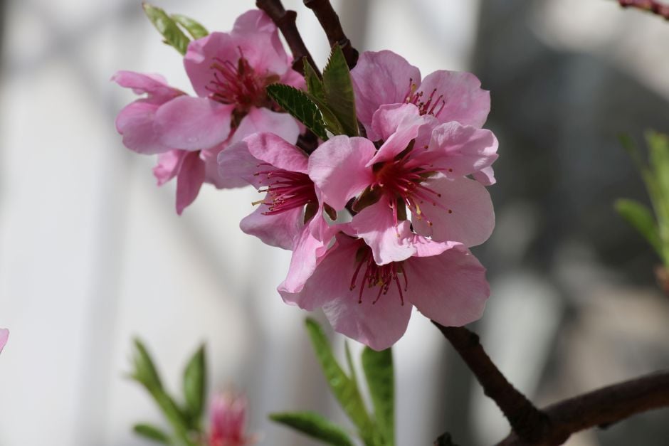 peach 'Peregrine'