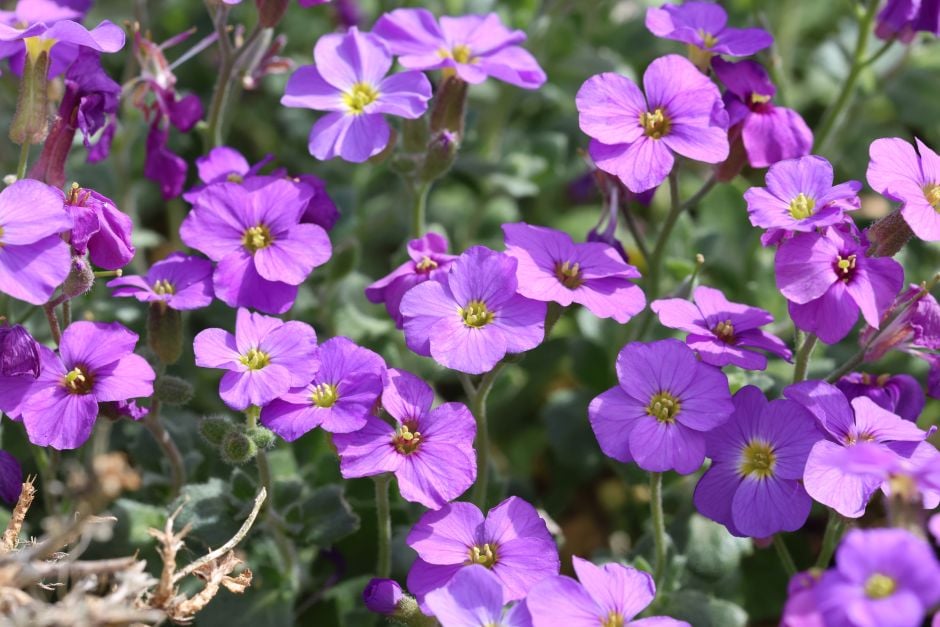 aubrieta 'Purple Cascade'