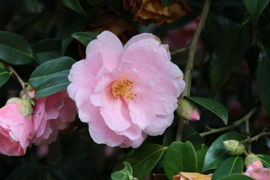 camellia 'Donation'