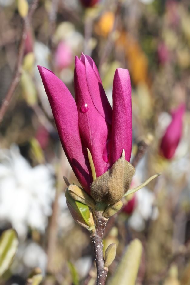 magnolia 'Betty'