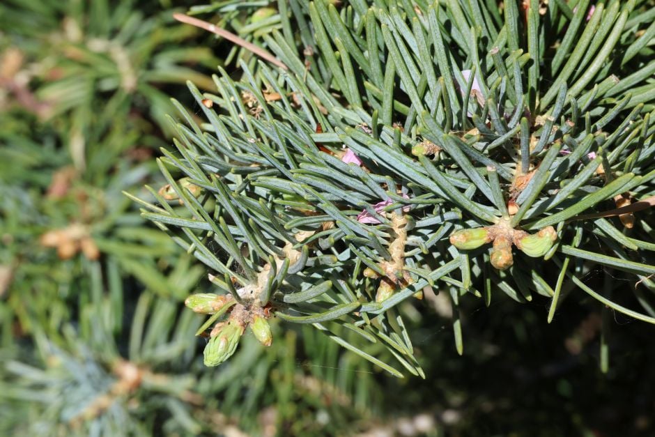 compact white fir