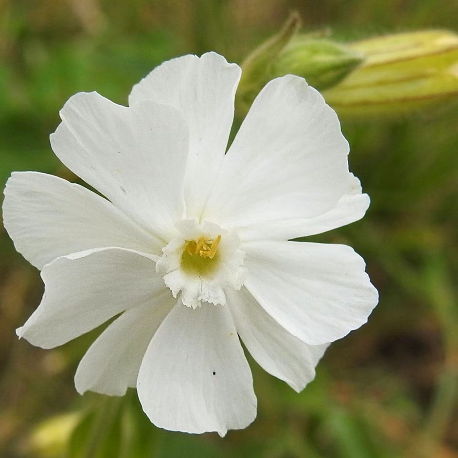 white campion