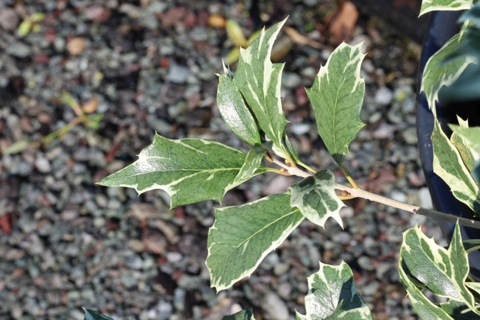 variegated holly olive