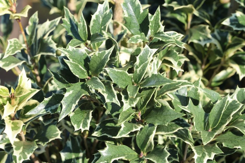 variegated holly olive