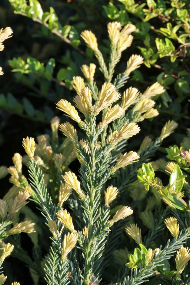coastal redwood 'Adpressa'