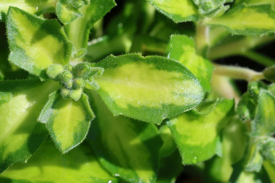 aubrieta 'Somerford Lime'